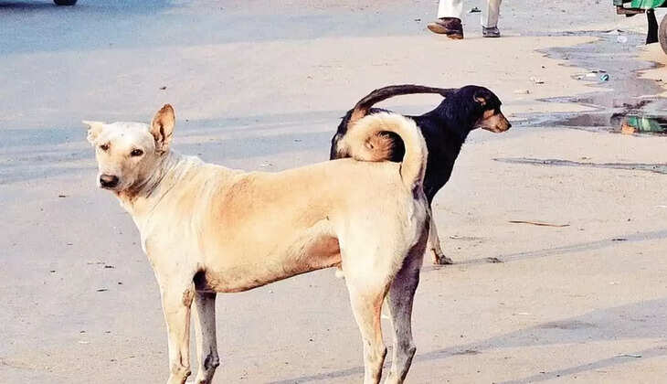 Pet Dog
