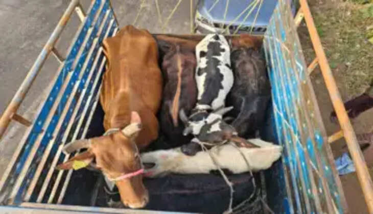 ગુનો@સુરત: પશુઓને કતલખાને લઈ જતા 2 આરોપીઓની પોલીસે  ધરપકડ કરી