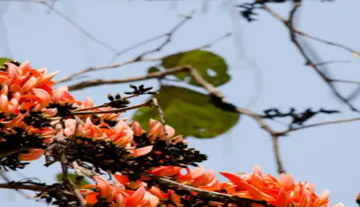 આરોગ્ય@શરીર: આ ભગવા ફુલથી પેટમાં રહેલા કીડા મરી જશે, જાણો વધુ વિગતે