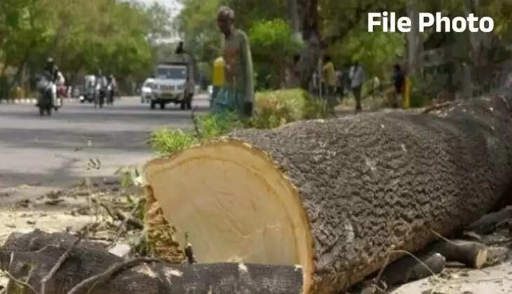 Patan Tree