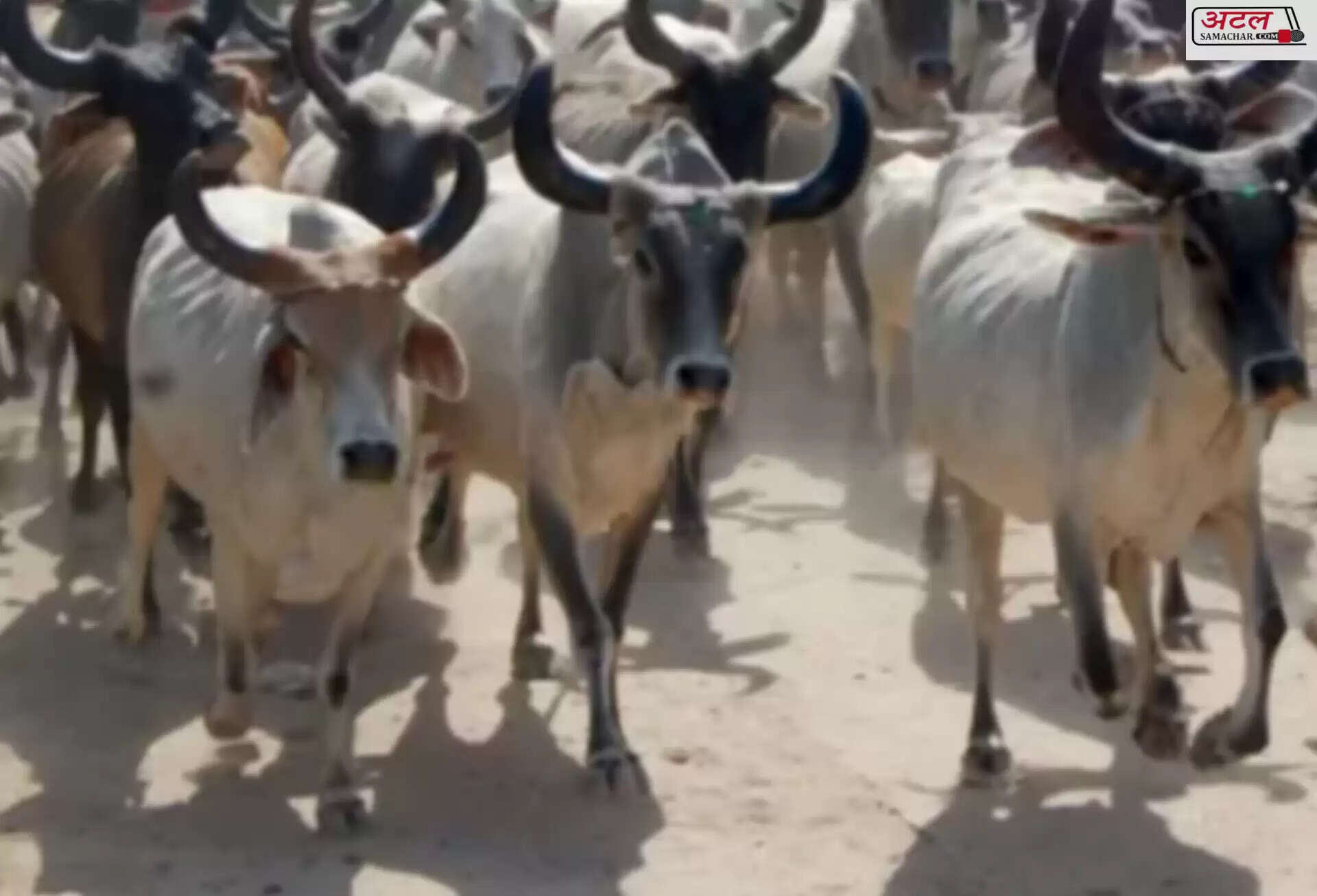 હડકંપ