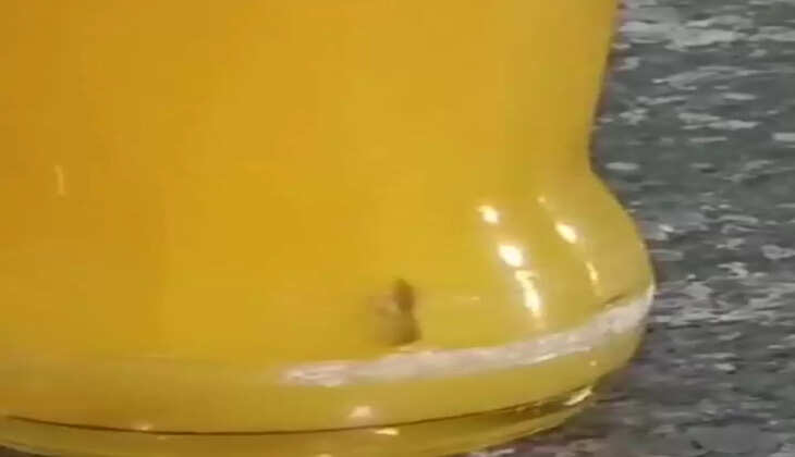 રિપોર્ટ@વડોદરા: માઝા કોલ્ડ્રિંકમાંથી  મકોડા નીકળ્યાં, જાણો સમગ્ર ઘટના એકજ ક્લિકે 