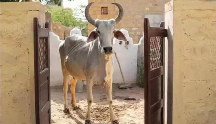 લમ્પી વાઇરસ