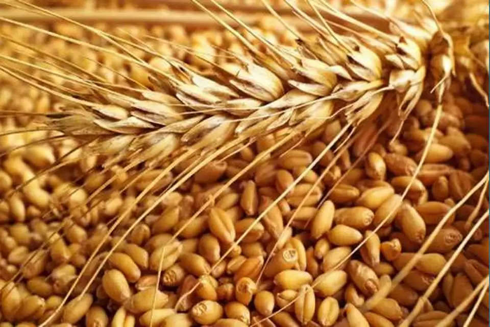 wheat-