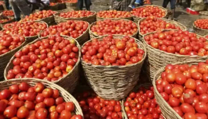 Tomato 