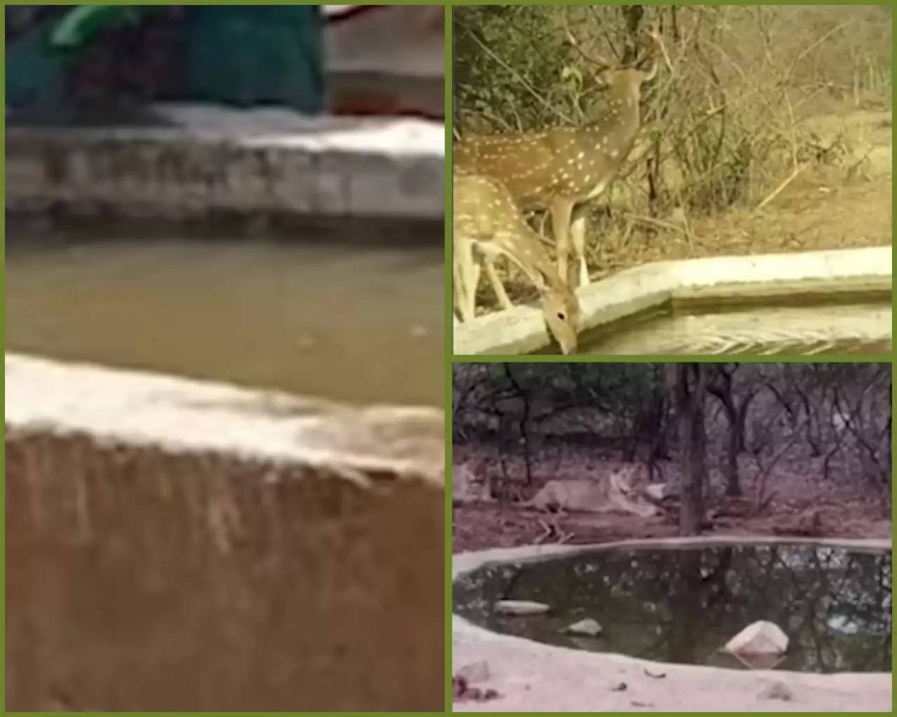 રિપોર્ટ@ગુજરાત: પાણી માટે રઝળતાં વન્યપ્રાણીઓ માટે પીવાના પાણીની વ્યવસ્થા કરાઈ 