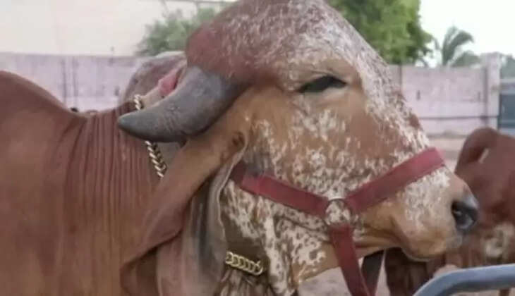 ગાય