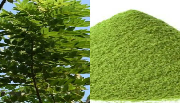 આરોગ્ય@શરીર: સરગવાના પાનના  રસનું રોજ સેવન કરવાથી  40 વર્ષની ઉંમરે પણ દેખાશો યુવાન