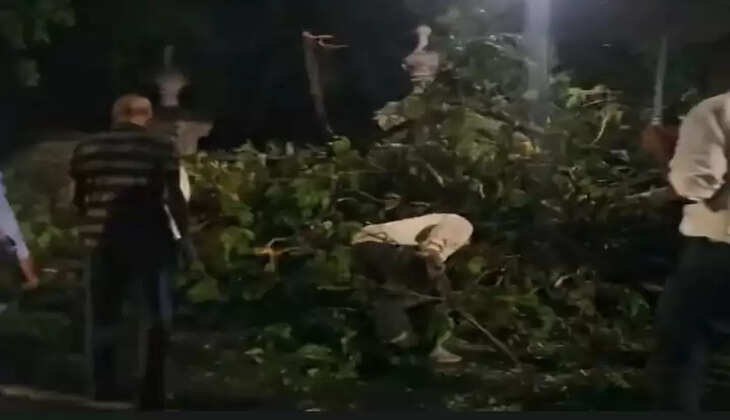 રિપોર્ટ@વડોદરા: યુવક આશરો લેવા ગયો ને વૃક્ષ પાપડની જેમ ભાગ્યું