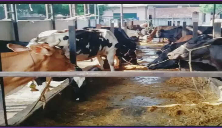 રિપોર્ટ@દેશ: દિલ્હીની ડેરી કોલોનીઓમાં પ્રાણીઓ પર નકલી ઓક્સિટોસિન હોર્મોનના ઉપયોગ સામે પગલાં લેવાનો આદેશ