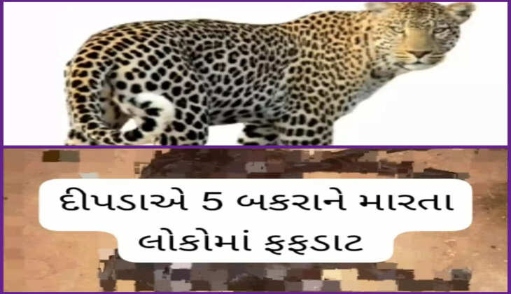 બનાવ@દાહોદ: વન્યપ્રાણી દિપડાએ 5 જેટલા બકરાઓનું મરણ કરતાં ગ્રામજનોમાં ફફડાટ