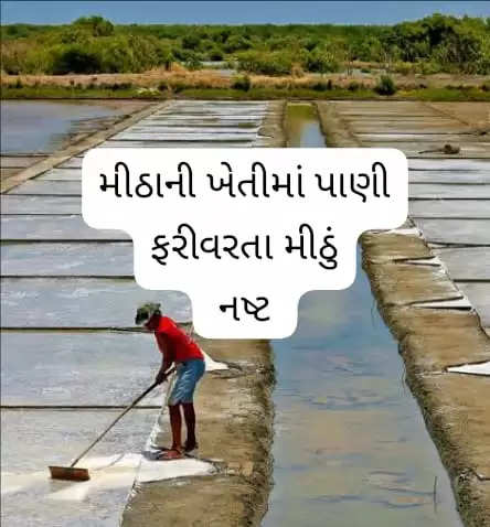  આક્ષેપ@ગુજરાત: મીઠાની ખેતીમાં પાણી ફરીવરતા નુકશાન થયું, અગરિયાઓએ આક્ષેપ કર્યો