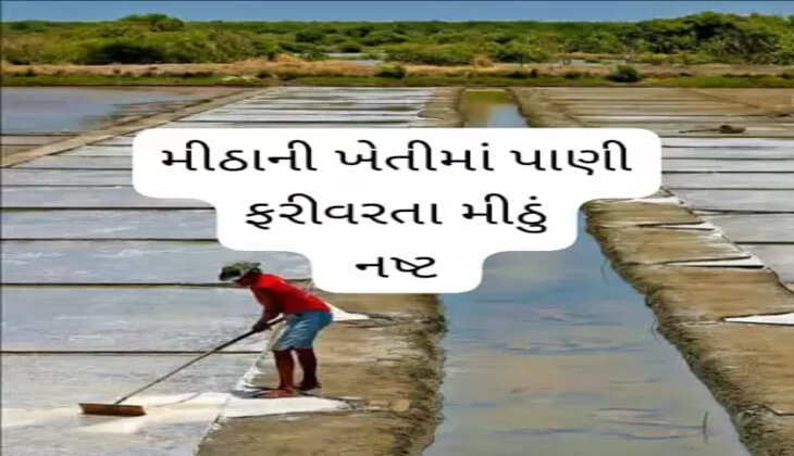 આક્ષેપ@ગુજરાત: મીઠાની ખેતીમાં પાણી ફરીવરતા નુકશાન થયું, અગરિયાઓએ આક્ષેપ કર્યો