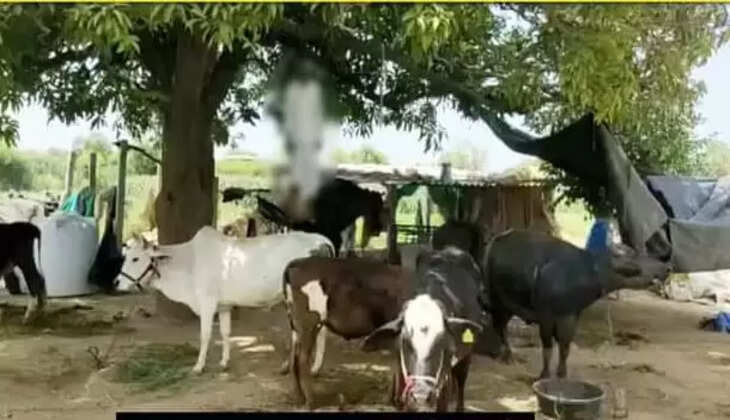 ડીસા