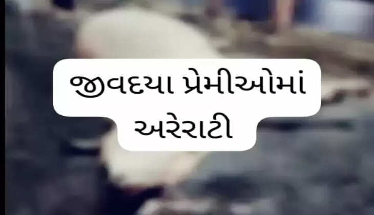 રિપોર્ટ@સાણંદ: પશુઓના અકસ્માતને લઈને જીવદયા પ્રેમીઓમાં અરેરાટી ફેલાઈ, 4 અકસ્માતમાં 2 ગાયોના મોત 