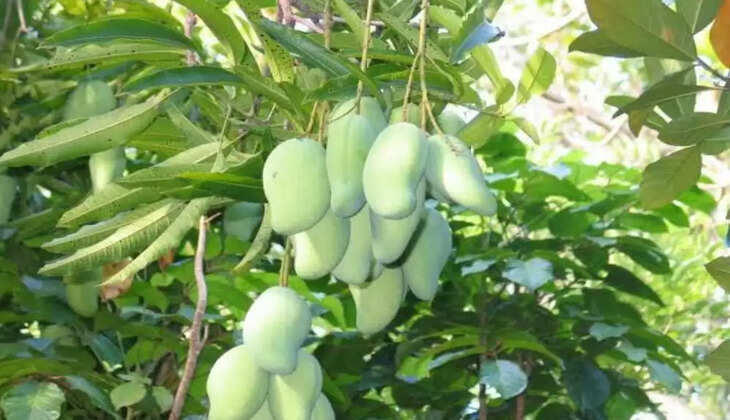 Mangos Dang