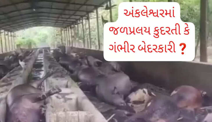 તાંડવ@અંકલેશ્વર: જળપ્રલયમાં તબેલામાં રહેલી 60 ભેંસોના મોત, માનવીય આફત કે કુદરતી? પંથકમાં ભારે ચર્ચા
