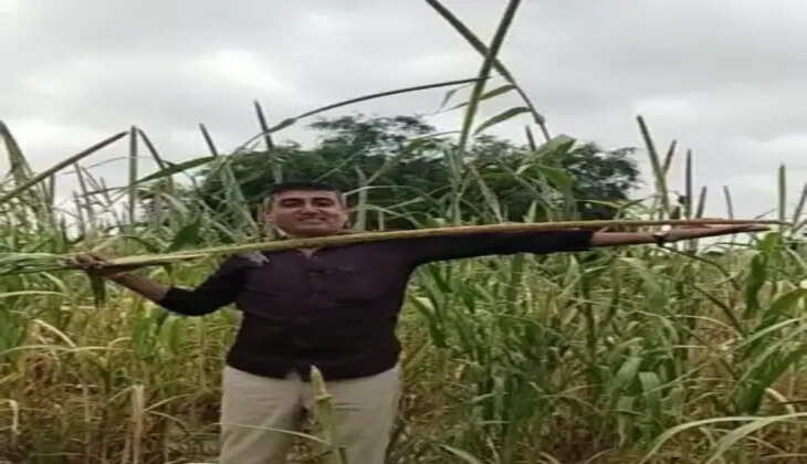  KrishijagatBadmer millet plantation farmers get a lot of incomewhat caused the loss