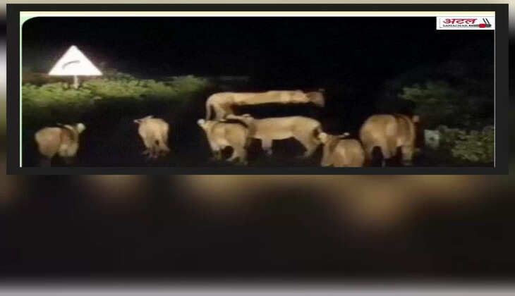 રિપોર્ટ@ગુજરાત: એકસાથે 8 સભ્યનો સિંહ પરિવાર નીકળતાં રોડ બ્લોક થયો