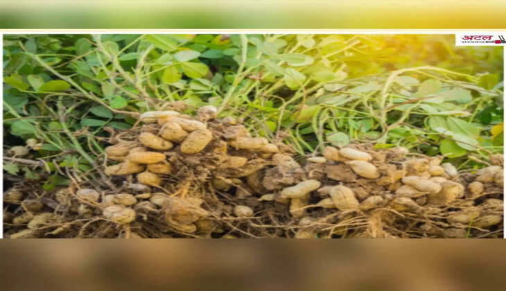 રિપોર્ટ@ગુજરાત: કમોસમી વરસાદના કારણે મગફળી-કપાસની માઠી બેઠી, તેલની તેજી દઝાડી શકે