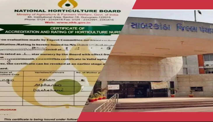 ખુલાસો@સાબરકાંઠા: આંબાના રોપા ખરીદીમાં બિનપ્રમાણિત નર્સરીને કરોડોની ખેરાત કોણે કરાવી? સ્પેશ્યલ રિપોર્ટ