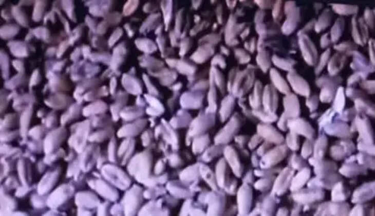 અપડેટ@છોટાઉદેપુર: મધ્યાહન ભોજનમાં ઉપયોગમાં લેવાતા અનાજમાં મોટા પાયે જીવાત જોવા મળતા વિવાદ સર્જાયો