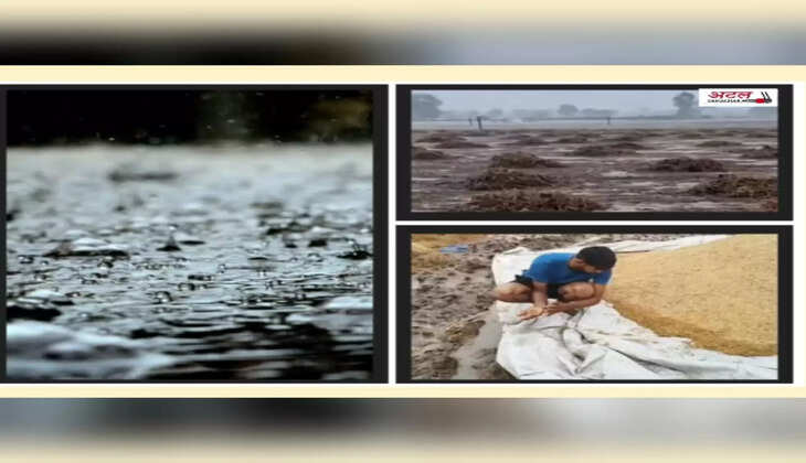 રિપોર્ટ@ગુજરાત: કમોસમી વરસાદને કારણે ડાંગર, કપાસ, તમાકુ, એરંડા, બાજરી, શાકભાજી સહિતના પાકોમાં નુકસાન