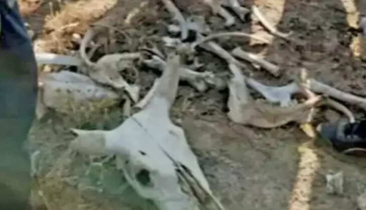કાર્યવાહી