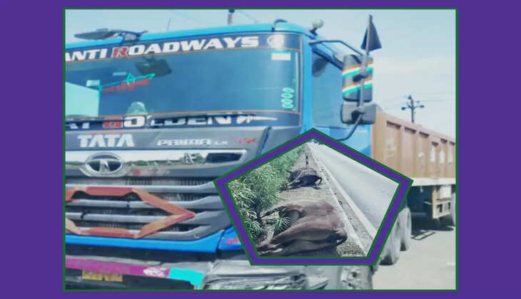 રિપોર્ટ@ભરૂચ: 7 ગાયોના મોતથી માલધારી પરિવાર પર આભ તુટી પડ્યું