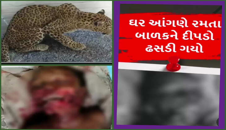 ઘટના@અમરેલી: 7 વર્ષીય બાળકને દીપડો ઢસડી ગયો, માસૂમનું દર્દનાક મૃત્યુ