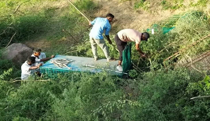 જરખ
